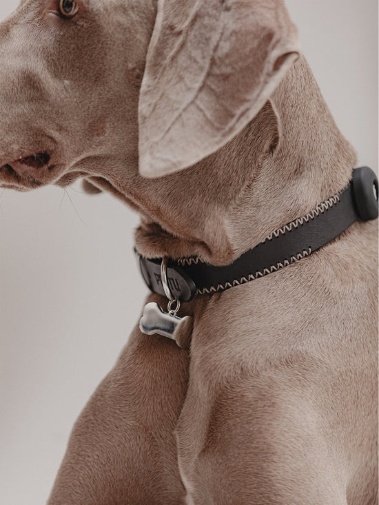 Pintu Dog Collar Monte - Black/Taupe - Stainless Steel
