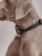 Pintu Dog Collar Monte - Black/Taupe - Stainless Steel