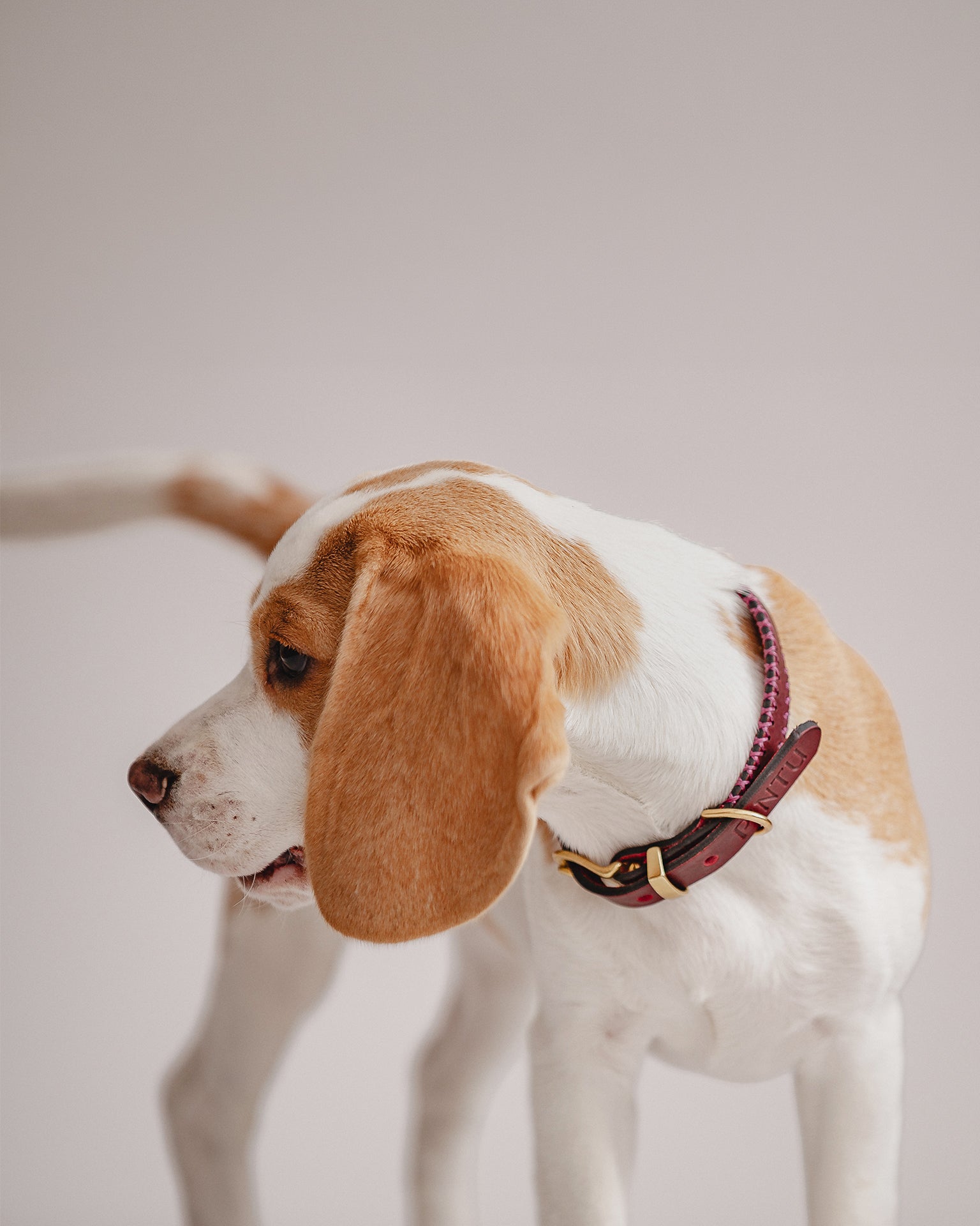 Pintu Dog Collar Porthos - Cherry/Pink - Brass