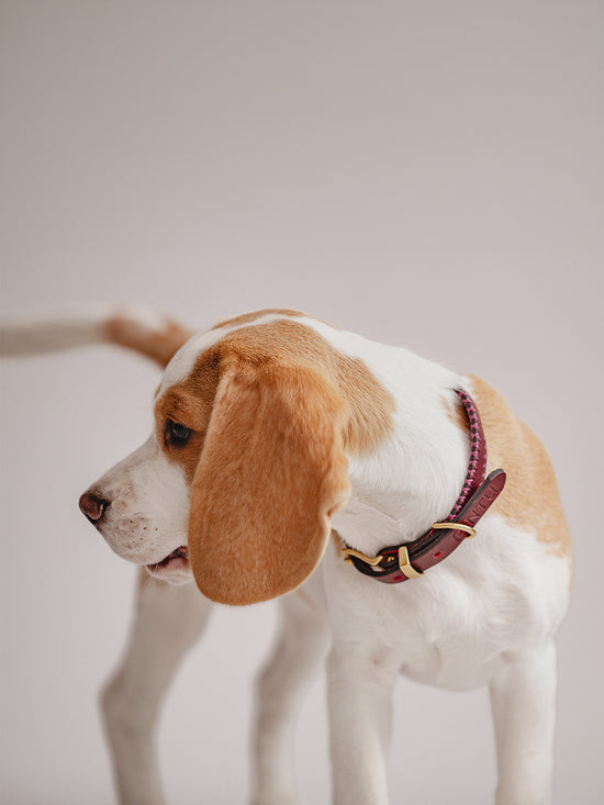 Pintu Dog Collar Porthos - Cherry/Pink - Brass