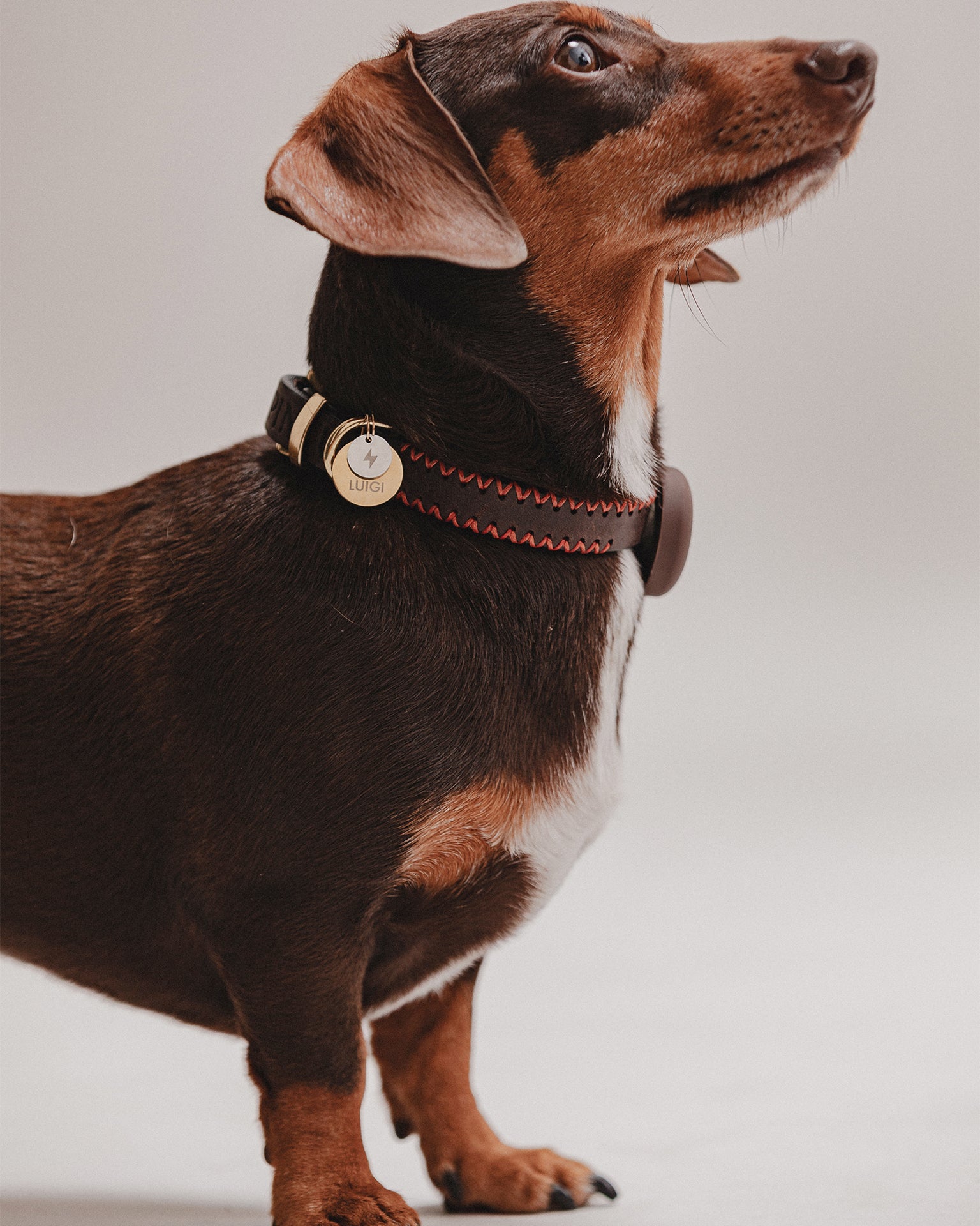 Pintu Dog Collar Porthos - Chocolate/Orange