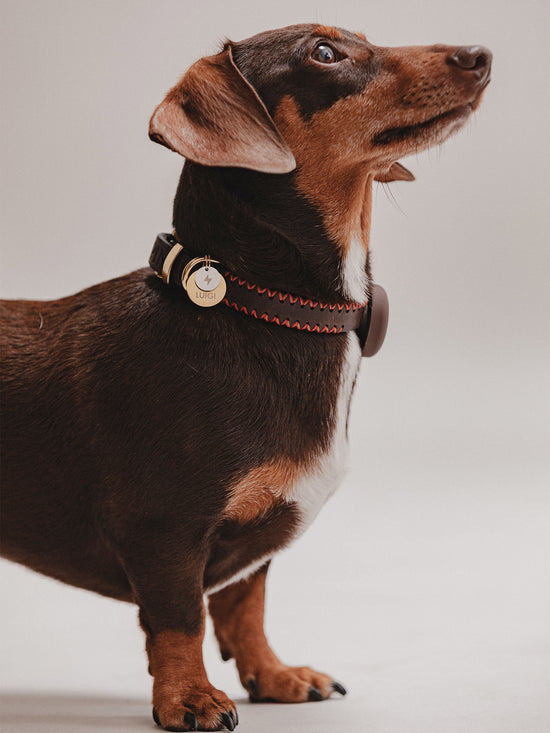 Pintu Dog Collar Porthos - Chocolate/Orange