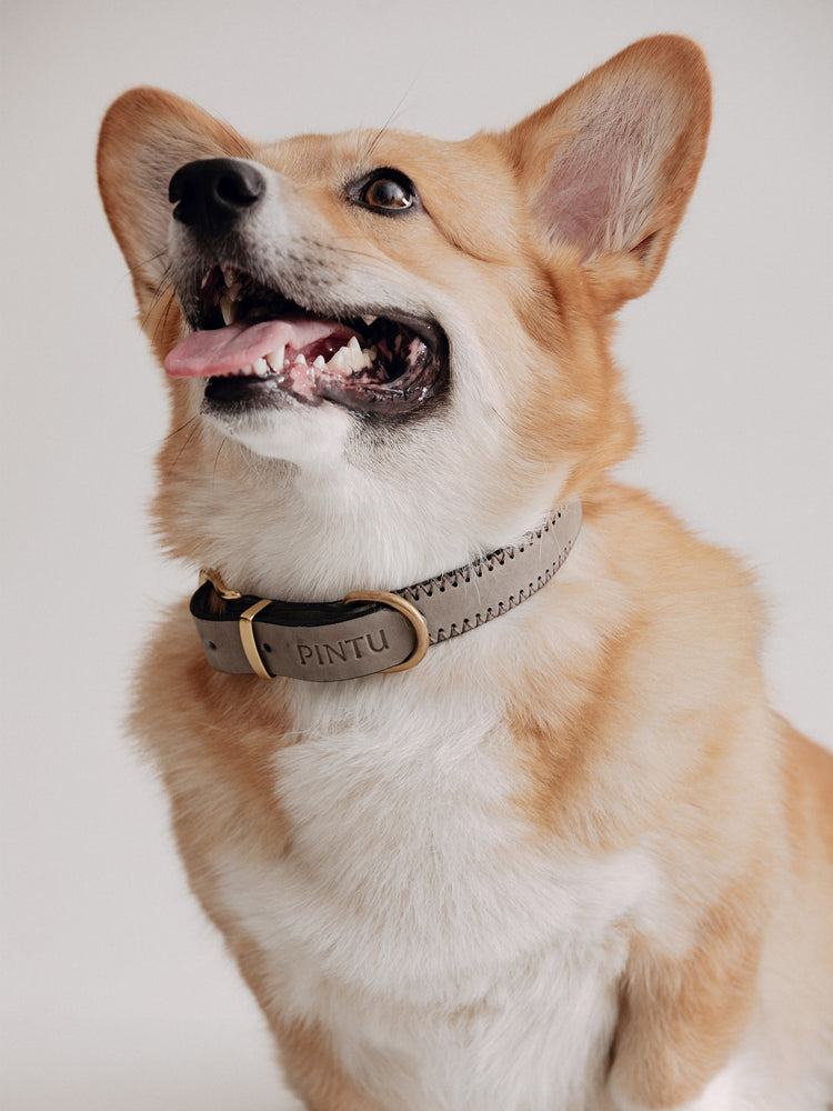 Pintu Dog Collar Monte - Grey/Brown - Stainless Steel