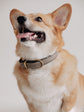 Pintu Dog Collar Monte - Grey/Brown - Stainless Steel