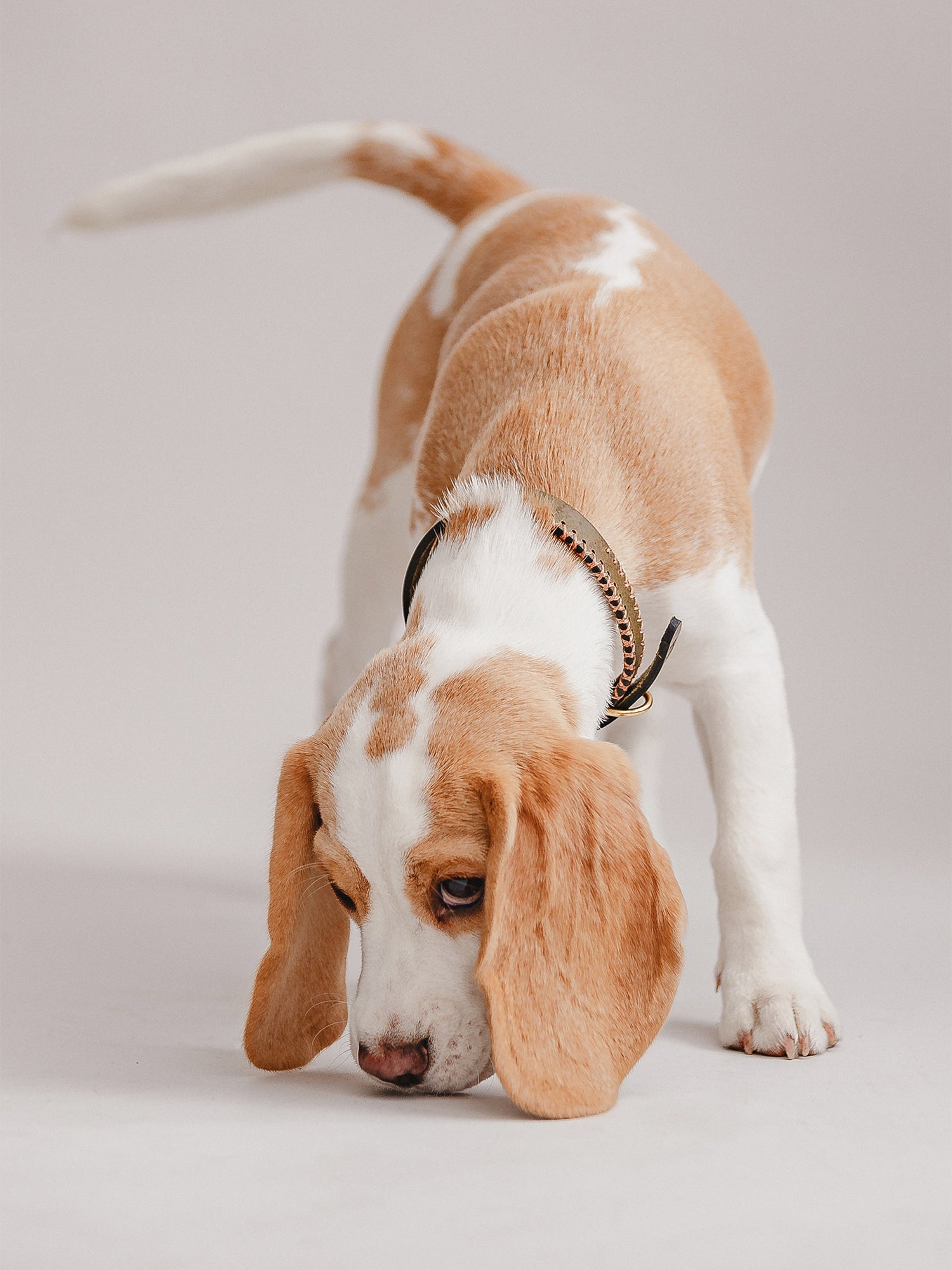 Pintu Dog Collar Porthos - Olive/Coral