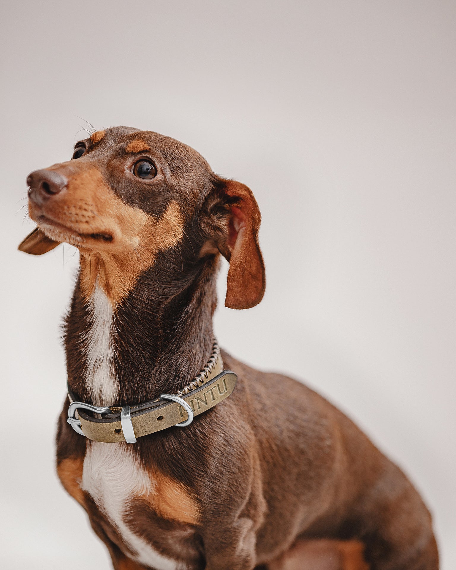 Pintu Dog Collar Porthos - Olive/Taupe