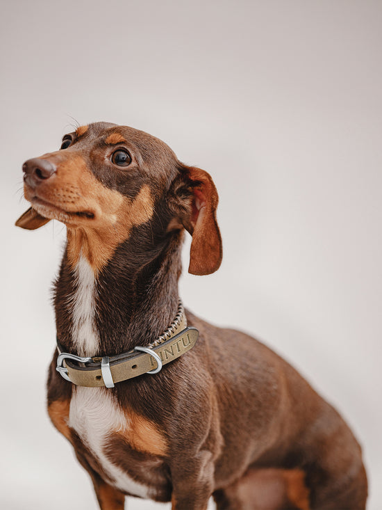 Pintu Dog Collar Porthos - Olive/Taupe