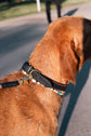 Collar Porthos - Black