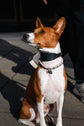 Hundehalsband Viento