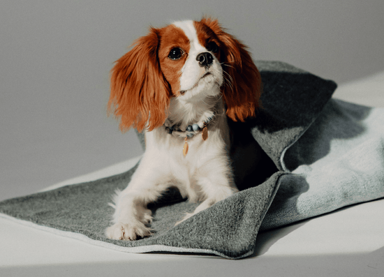Escondida Dog Sleeping Bag - Pintu