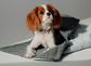 Escondida Dog Sleeping Bag - Pintu
