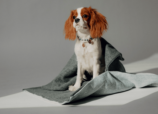 Escondida Dog Sleeping Bag - Pintu
