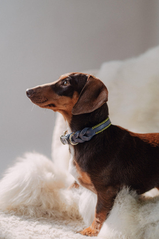 Dog Collar Atlas - Navy - Pintu