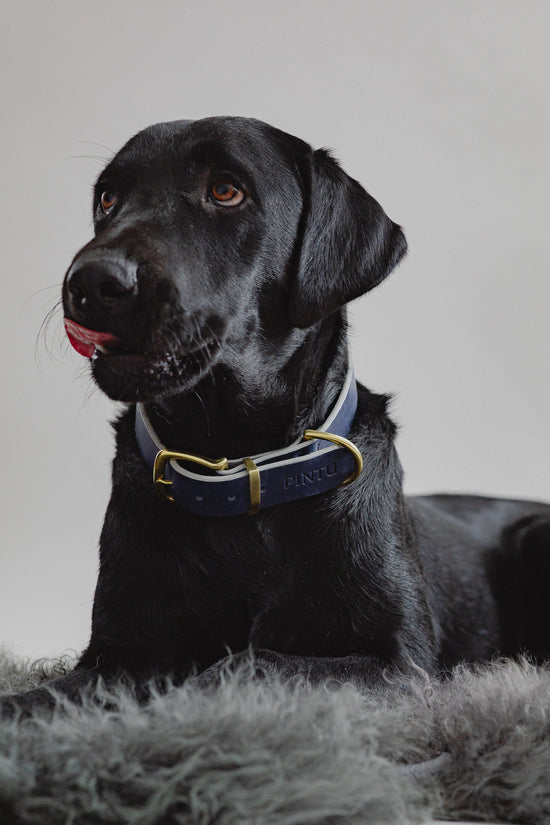 Dog Collar Monte - Navy/Beige - Pintu