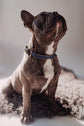 Dog Collar Porthos - Navy - Archive - Pintu