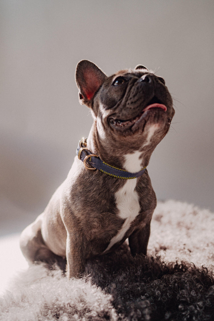Dog Collar Porthos - Navy - Archive - Pintu