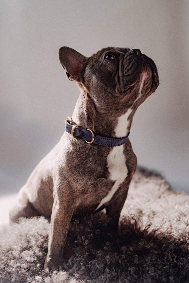 Dog Collar Porthos - Navy - Archive - Pintu