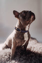 Dog Collar Porthos - Navy - Archive - Pintu