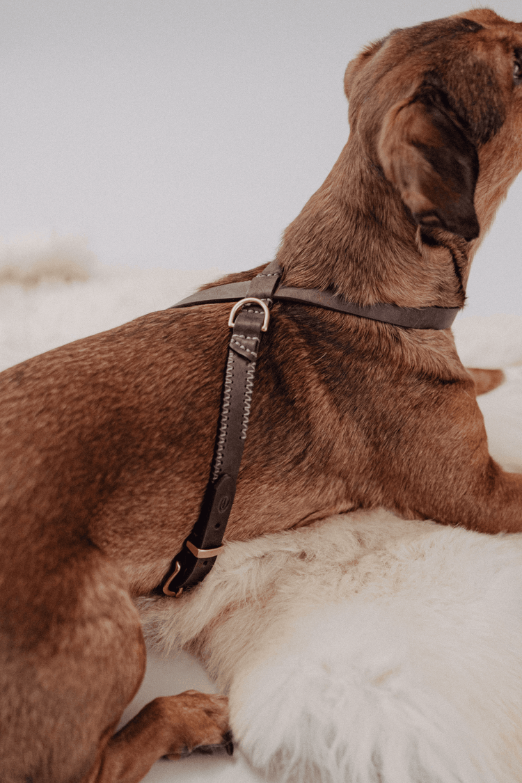 Dog Harness Flynn - Chocolate/Grey - Pintu