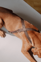 Dog Harness Flynn - Chocolate/Pink - Archive - Pintu
