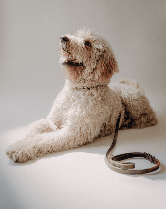 Dog Leash Lumas - Chocolate/Orange - Pintu
