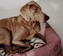 Dulces Sueños Dog Bed - Grapefruit - Pintu