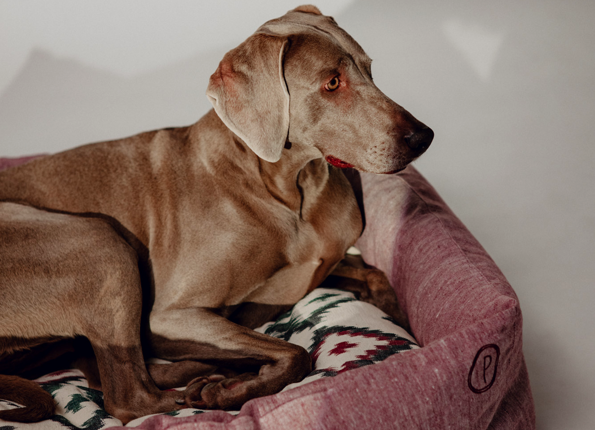 Dulces Sueños Dog Bed - Grapefruit - Pintu