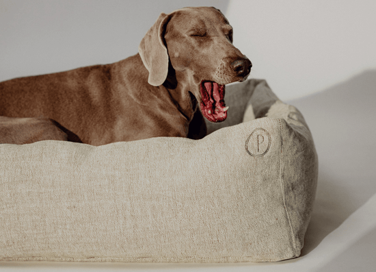 Dulces Sueños Dog Bed - Pistachio - Pintu