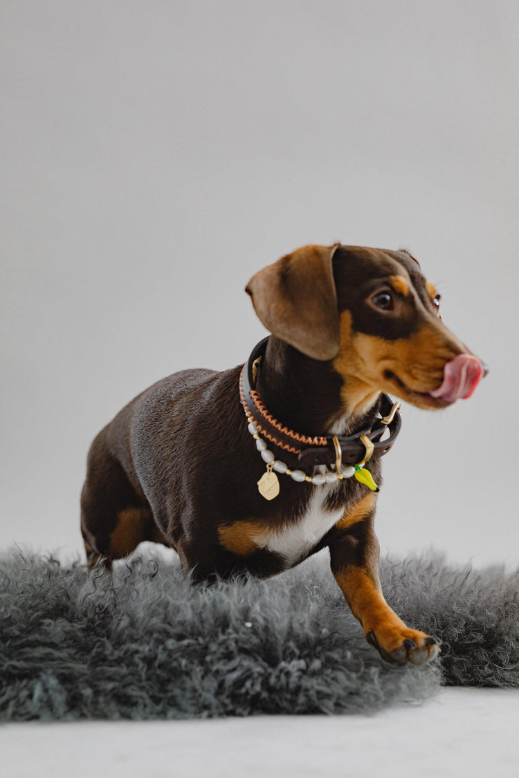 Studio 54 Dog Chain - Pintu