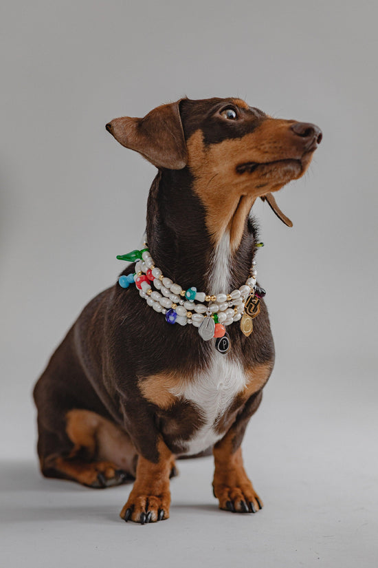 Studio 54 Dog Chain - Pintu
